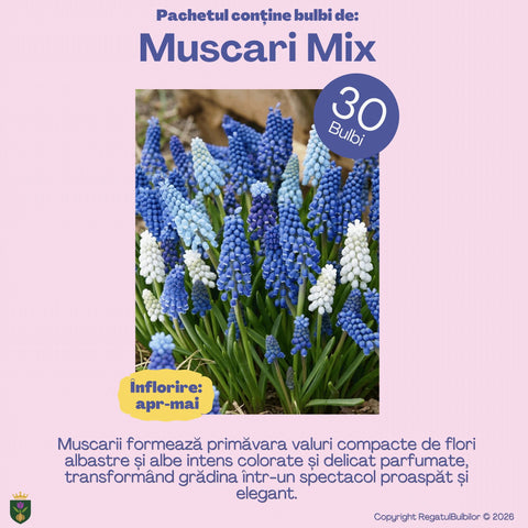 Bucuria Reginei – Pachet 100 bulbi de flori, Lalele Bătute, Zambile, Muscari, Brândușe și Allium