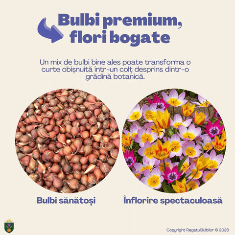 Vestitorii Primăverii – Pachet 60 bulbi de flori, Lalele, Muscari și Brândușe