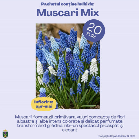 Balul Anemonelor – Pachet 80 bulbi de flori, Anemone, Zambile, Muscari, Brândușe și Allium