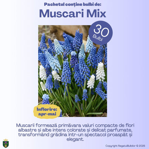 Grădina Regelui – Pachet 100 bulbi de flori, Lalele Bătute, Zambile, Muscari, Brândușe și Allium