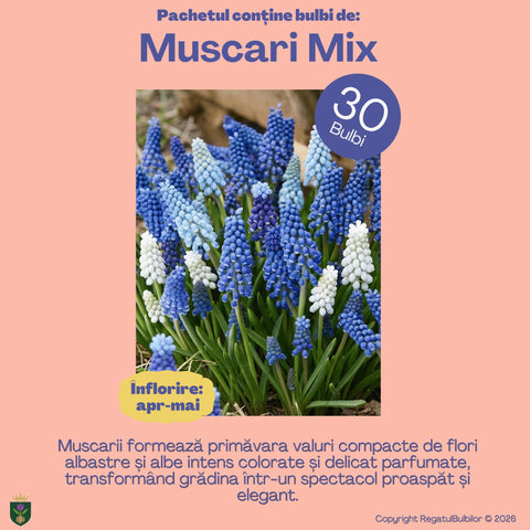 Dansul Coroanei – Pachet 100 bulbi de flori, Lalele Bătute, Zambile, Muscari, Brândușe și Allium