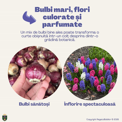 Colecția Zambile Parfum Floral – Mix 10 bulbi de zambile parfumate, multicolor