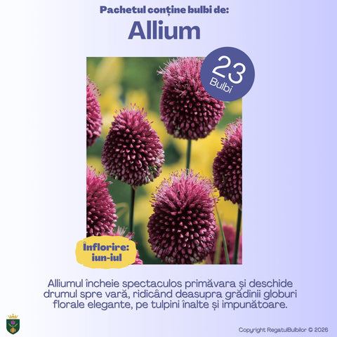 Grădina Regelui – Pachet 100 bulbi de flori, Lalele Bătute, Zambile, Muscari, Brândușe și Allium