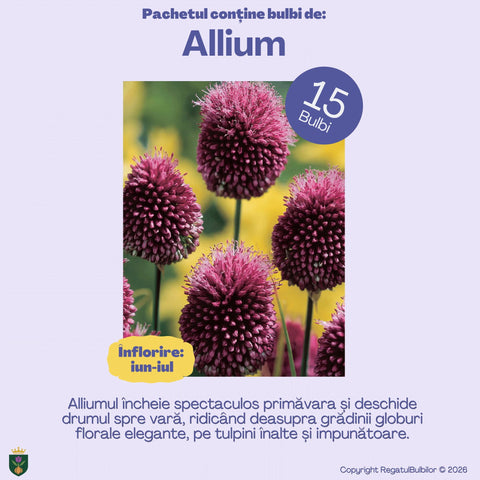 Balul Anemonelor – Pachet 80 bulbi de flori, Anemone, Zambile, Muscari, Brândușe și Allium