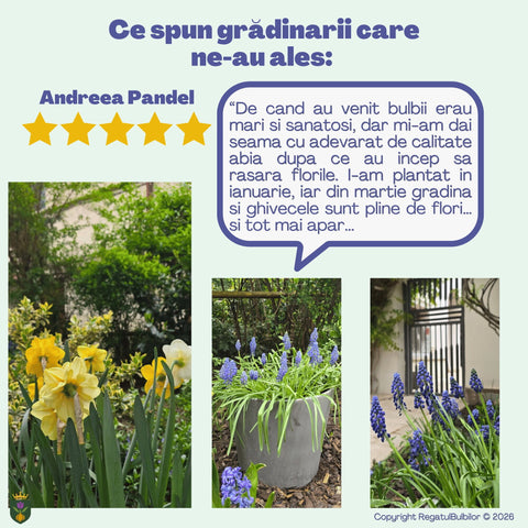 Irisul Reginei – Pachet 60 bulbi de flori, Iris, Muscari și Brândușe