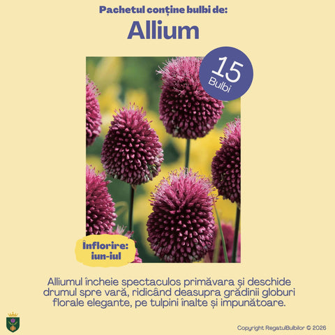 Comoara Primăverii – Pachet 70 bulbi de flori, Narcise, Zambile, Muscari, Brândușe și Allium