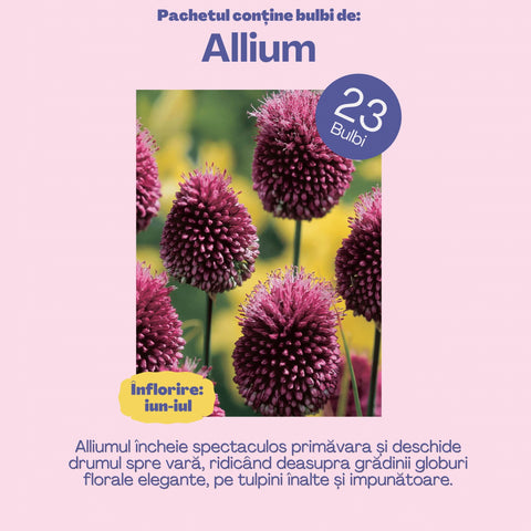 Bucuria Reginei – Pachet 100 bulbi de flori, Lalele Bătute, Zambile, Muscari, Brândușe și Allium