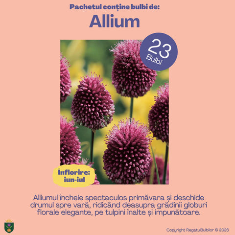 Dansul Coroanei – Pachet 100 bulbi de flori, Lalele Bătute, Zambile, Muscari, Brândușe și Allium