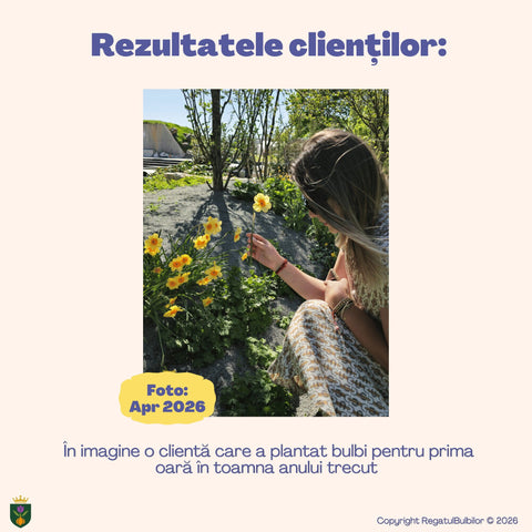 Colecția Narcise Ziua Reginei – Mix 20 bulbi de narcise parfumate, alb, galben și portocaliu
