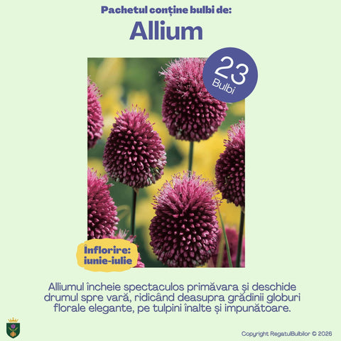 Sărbătoarea Regatului – Pachet 100 bulbi de flori, Lalele, Zambile, Muscari, Brândușe și Allium