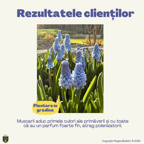Colecția Muscari Azur – Mix 30 bulbi de Muscari, albastru, alb și violet