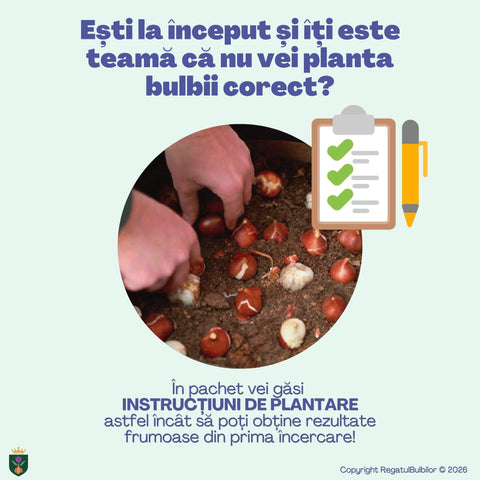 Irisul Reginei – Pachet 60 bulbi de flori, Iris, Muscari și Brândușe
