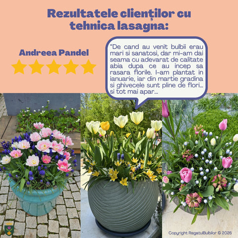 Dansul Coroanei – Pachet 100 bulbi de flori, Lalele Bătute, Zambile, Muscari, Brândușe și Allium