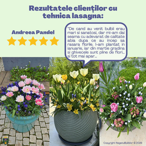 Sărbătoarea Regatului – Pachet 100 bulbi de flori, Lalele, Zambile, Muscari, Brândușe și Allium