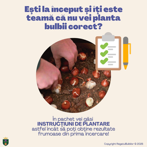 Vestitorii Primăverii – Pachet 60 bulbi de flori, Lalele, Muscari și Brândușe