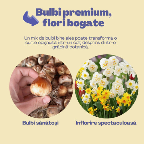 Comoara Primăverii – Pachet 70 bulbi de flori, Narcise, Zambile, Muscari, Brândușe și Allium