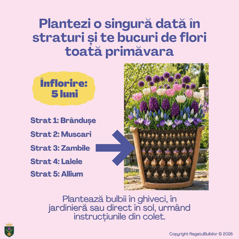 Bucuria Reginei – Pachet 100 bulbi de flori, Lalele Bătute, Zambile, Muscari, Brândușe și Allium