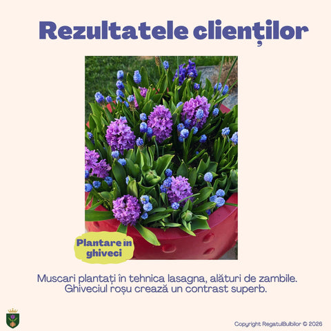 Colecția Muscari Azur – Mix 30 bulbi de Muscari, albastru, alb și violet