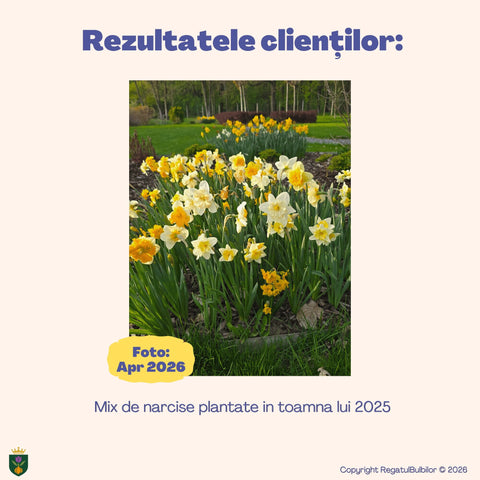 Colecția Narcise Ziua Reginei – Mix 20 bulbi de narcise parfumate, alb, galben și portocaliu
