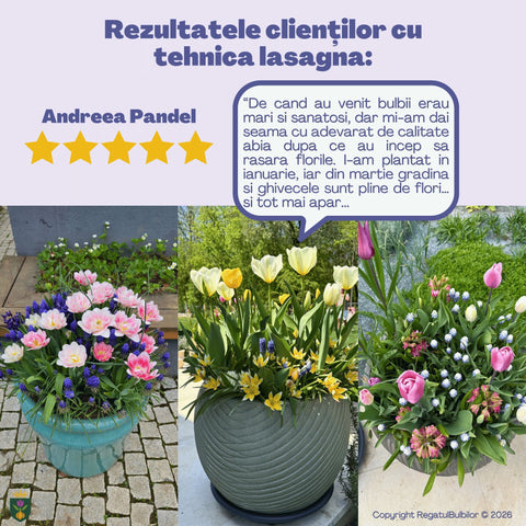 Balul Anemonelor – Pachet 80 bulbi de flori, Anemone, Zambile, Muscari, Brândușe și Allium