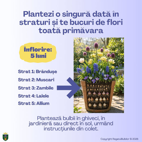 Grădina Regelui – Pachet 100 bulbi de flori, Lalele Bătute, Zambile, Muscari, Brândușe și Allium